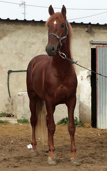 alazán pre espectacular único  - Caballos Pura Raza Española (P.R.E.) Pura Raza Española