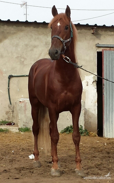 alazán pre espectacular único  - Caballos Pura Raza Española (P.R.E.) Pura Raza Española