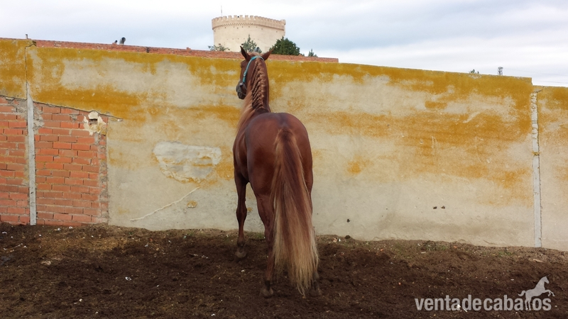 alazán pre espectacular único  - Pura Raza Española