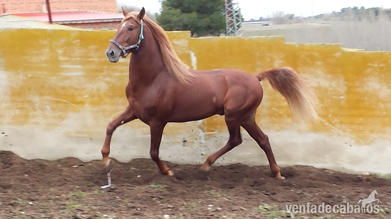 alazán pre espectacular único  - Caballos Pura Raza Española (P.R.E.)