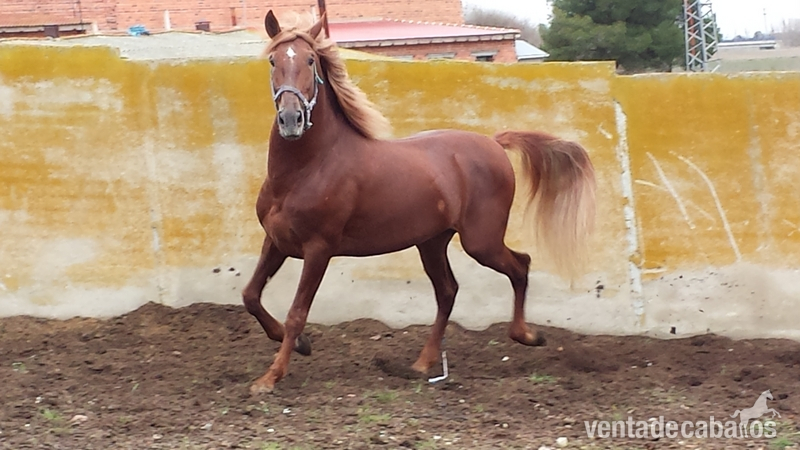  alazán pre espectacular único 