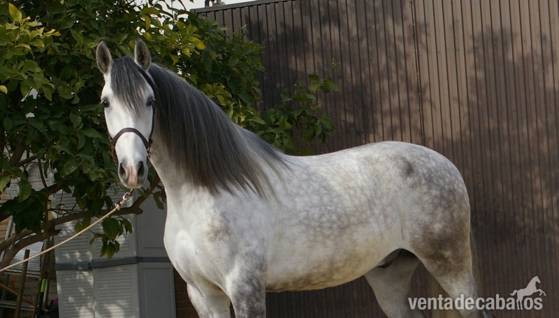 MAGNIFICO CABALLO ESPAÑOL in 