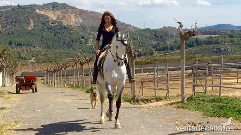 Caballos Pura Raza Española (P.R.E.) Pura Raza Española - MAGNIFICO CABALLO ESPAÑOL