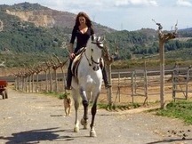 MAGNIFICO CABALLO ESPAÑOL