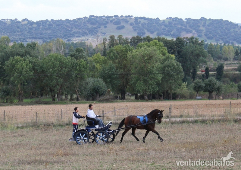 Caballos Capados Pura Raza Española - Caballo PRE 11 años enganchado