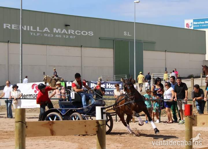 Caballo PRE 11 años enganchado - Caballos Capados Pura Raza Española