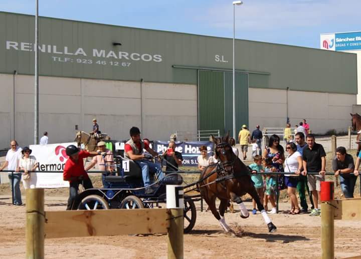 Caballo PRE 11 años enganchado - Caballos Capados Pura Raza Española