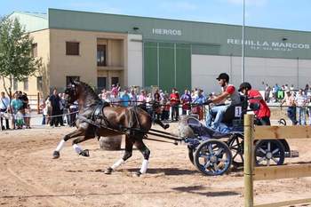 Caballo PRE 11 años enganchado