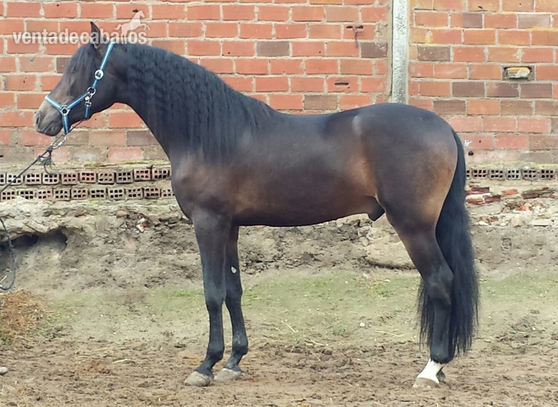 Caballos Pura Raza Española (P.R.E.) Pura Raza Española - MAR TRONCOSO bayo 3 años de calidad hijo de DIVO PM alvino de paco marti 