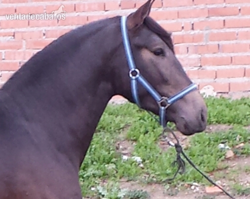 MAR TRONCOSO bayo 3 años de calidad hijo de DIVO PM alvino de paco marti  - Caballos Pura Raza Española (P.R.E.) Pura Raza Española