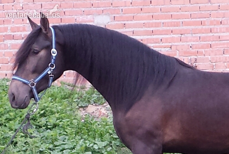 MAR TRONCOSO bayo 3 años de calidad hijo de DIVO PM alvino de paco marti  - Pura Raza Española