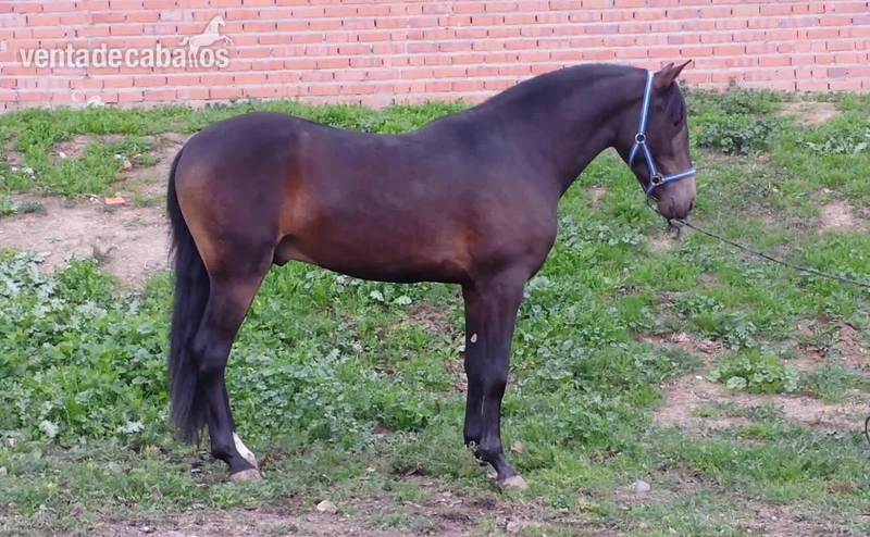MAR TRONCOSO bayo 3 años de calidad hijo de DIVO PM alvino de paco marti  - Caballos Pura Raza Española (P.R.E.)