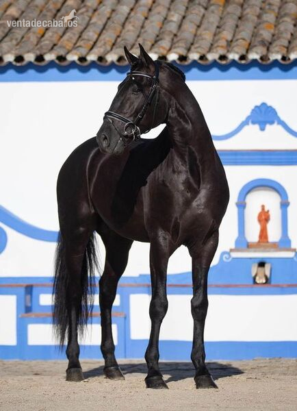 Atractivo castrado negro a la venta in 