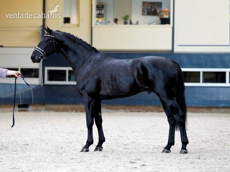 Hannoveriano {TYPE}