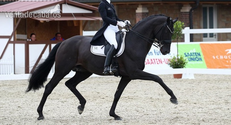 Caballos Capados Hannoveriano - Atractivo castrado negro a la venta