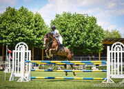 En venta caballo