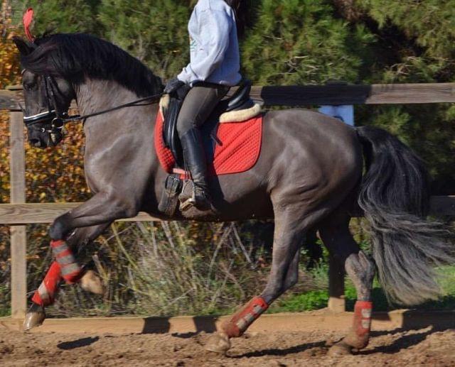 Caballos Pura Raza Española (P.R.E.) PRE - Caballo PRE en venta