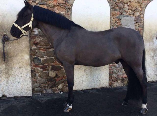 Caballo PRE en venta - Caballos Pura Raza Española (P.R.E.) PRE