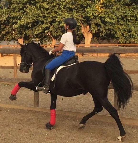Caballo PRE en venta - PRE