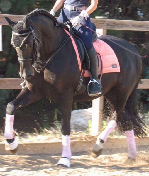 Caballo PRE en venta - Caballos Pura Raza Española (P.R.E.)