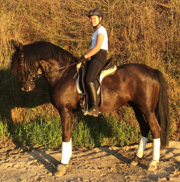 Caballo PRE en venta