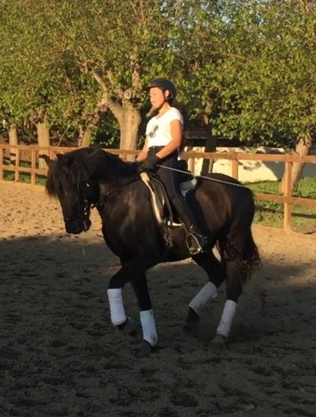  Caballo PRE en venta