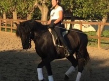 Caballo PRE en venta