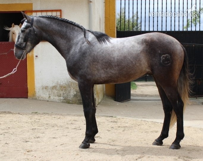 Caballos Pura Raza Española (P.R.E.) Pura Raza Española - YEGUADA CANTARRANAS PRE