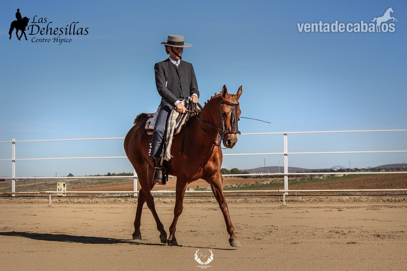YEGUA ARABE de YBARRA - Yeguas Arabe