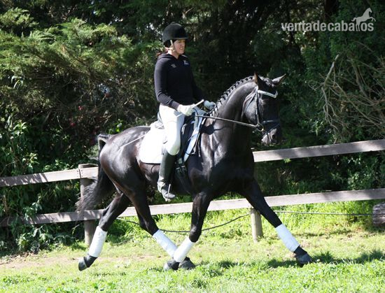 Castrado Hannoveriano Negro in 