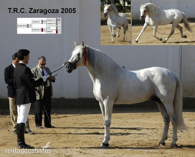 DOMINANTE XIV SEMENTAL CALIFICADO EN VENTA Y EN PARADA PUBLICA Y VENTA DE SEMEN. in 