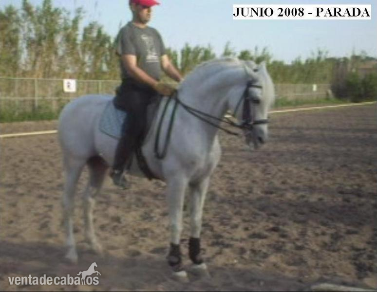 Caballos Pura Raza Española (P.R.E.) Pura Raza Española - DOMINANTE XIV SEMENTAL CALIFICADO EN VENTA Y EN PARADA PUBLICA Y VENTA DE SEMEN.