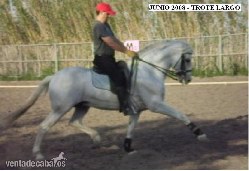 DOMINANTE XIV SEMENTAL CALIFICADO EN VENTA Y EN PARADA PUBLICA Y VENTA DE SEMEN. - Caballos Pura Raza Española (P.R.E.) Pura Raza Española