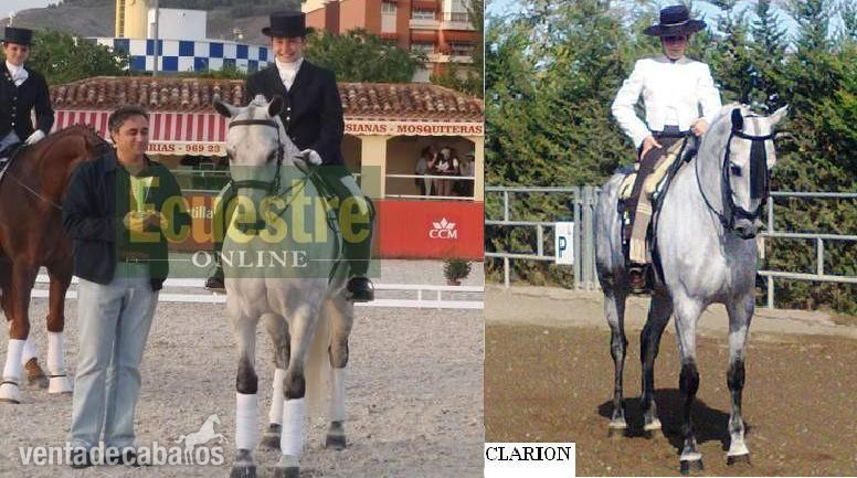 DOMINANTE XIV SEMENTAL CALIFICADO EN VENTA Y EN PARADA PUBLICA Y VENTA DE SEMEN. - Pura Raza Española