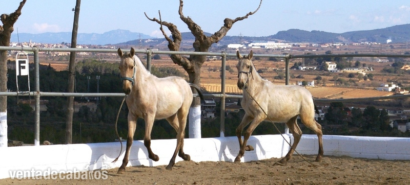 Pura Raza Española