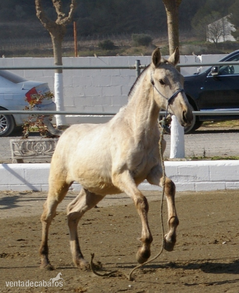 Caballos Pura Raza Española (P.R.E.) Pura Raza Española - ÚLTIMOS POTROS PRE BAYOS