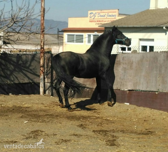 Caballo PRE NEGRO ESPECTACULAR in 