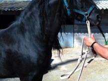 Caballo PRE NEGRO ESPECTACULAR