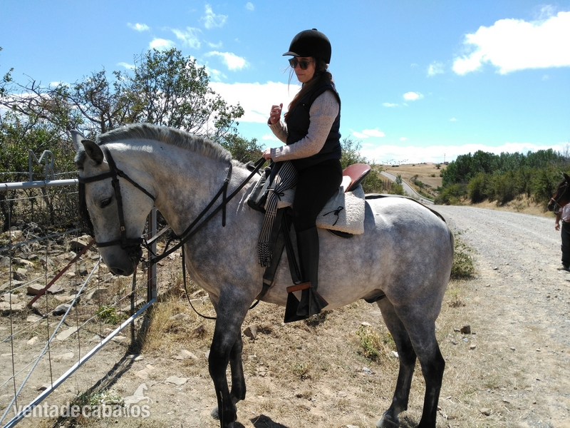 Caballo hispanoarabe 7 años, apto mujeres y niños in 
