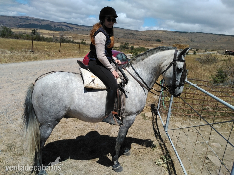 Hispano-Arabe {TYPE}