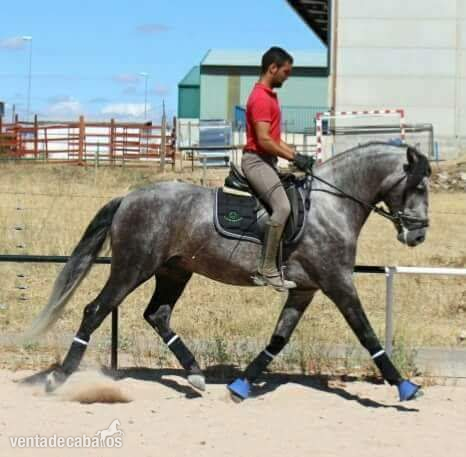 Caballo PRE 7 años. in 