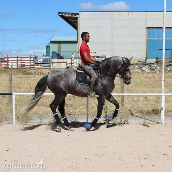Caballos Pura Raza Española (P.R.E.) Pura Raza Española - Caballo PRE 7 años.