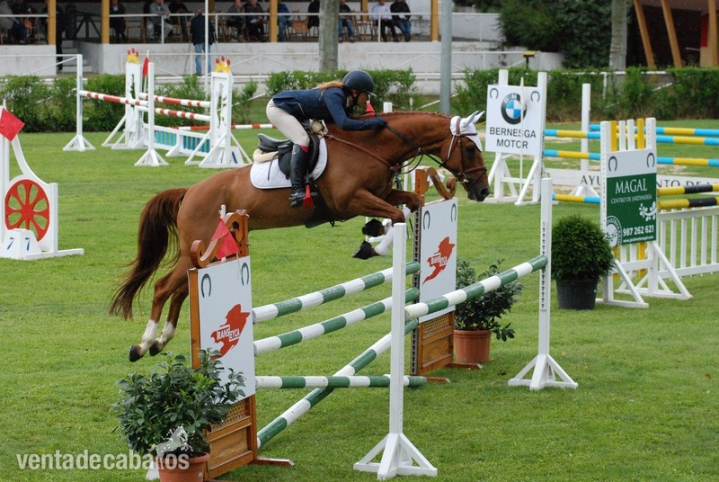 SE VENDE CABALLO DE SALTO in 