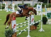 SE VENDE CABALLO DE SALTO