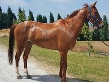 SE VENDE CABALLO DE SALTO