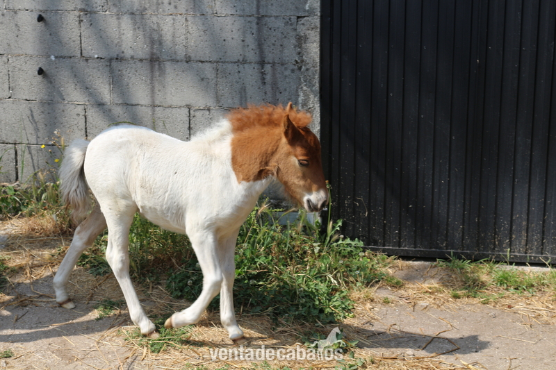 POTRO PONY SHETLAND in 