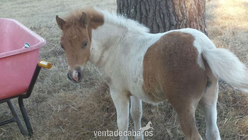 Poni Shetland 