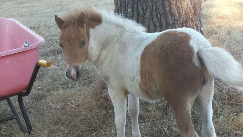 Poni Shetland 