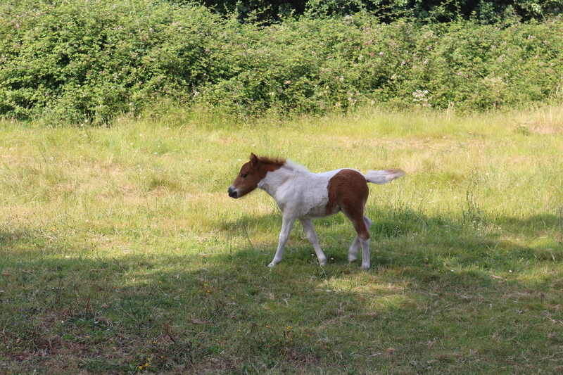 Poni Shetland  {TYPE}