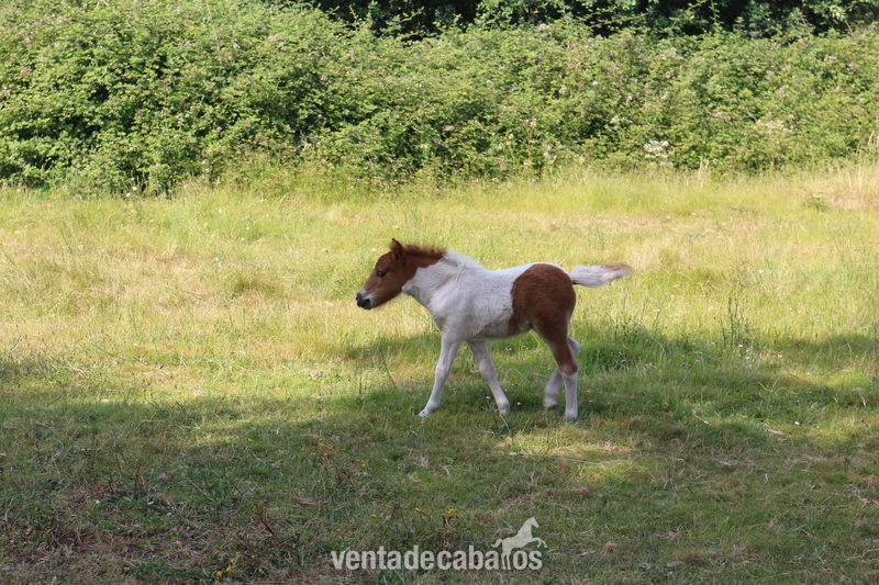 Poni Shetland  {TYPE}